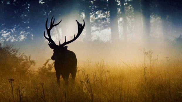 جلوه باشکوه و زیبایی های پائیز فراتر از سرسبزی بهار در تصاویری دیدنی 6 جلوه باشکوه زیبایی های پائیز فراتر از سرسبزی بهار