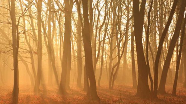 جلوه باشکوه و زیبایی های پائیز فراتر از سرسبزی بهار در تصاویری دیدنی 15 جلوه باشکوه زیبایی های پائیز فراتر از سرسبزی بهار