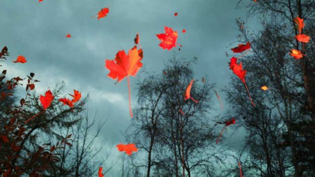 جلوه باشکوه و زیبایی های پائیز فراتر از سرسبزی بهار در تصاویری دیدنی 9 جلوه باشکوه زیبایی های پائیز فراتر از سرسبزی بهار