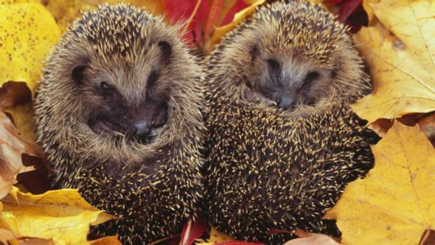 جلوه باشکوه و زیبایی های پائیز فراتر از سرسبزی بهار در تصاویری دیدنی 10 جلوه باشکوه زیبایی های پائیز فراتر از سرسبزی بهار