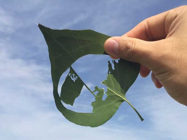 هنر رسم با برگ و طبیعت با هنرمندی خلاقانه یک ژاپنی + عکس 6 تصاویری از هنر رسم با برگ و طبیعت