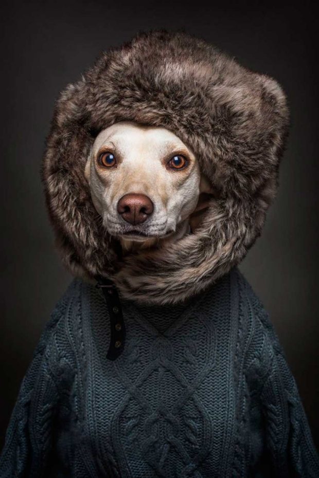 تصاویر خلاقانه از پرتره سگ ها با پوشش انسان ها !!! 2 تصاویر خلاقانه از پرتره سگ ها با پوشش انسان ها !!!