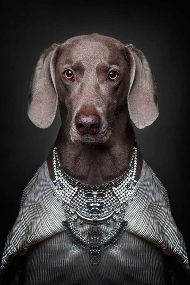 تصاویر خلاقانه از پرتره سگ ها با پوشش انسان ها !!! 9 تصاویر خلاقانه از پرتره سگ ها با پوشش انسان ها !!!