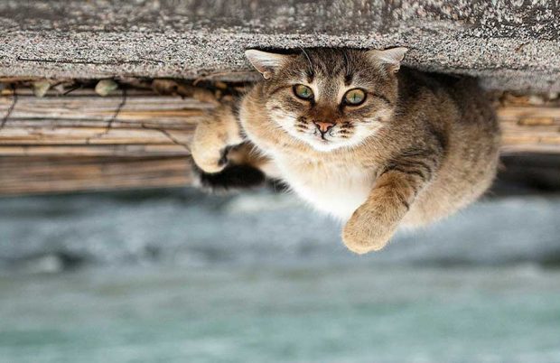 تصاویر دیدنی از پرتره حیوانات اثر عکاس اوکراینی سرگئی پولیوشکو 14 پرتره حیوانات