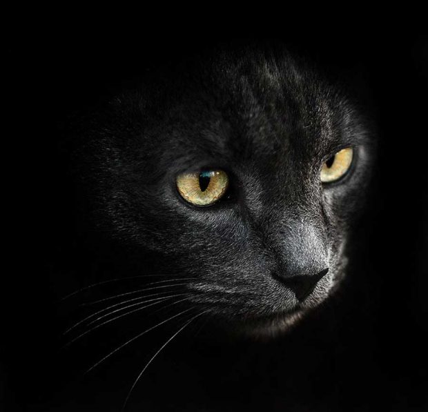 تصاویر دیدنی از پرتره حیوانات اثر عکاس اوکراینی سرگئی پولیوشکو 13 پرتره حیوانات