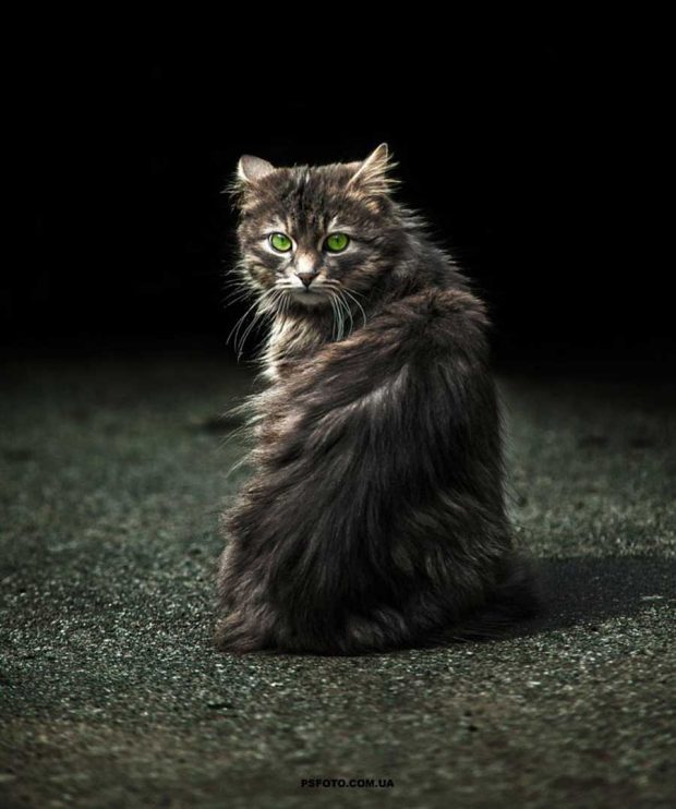 تصاویر دیدنی از پرتره حیوانات اثر عکاس اوکراینی سرگئی پولیوشکو 12 پرتره حیوانات