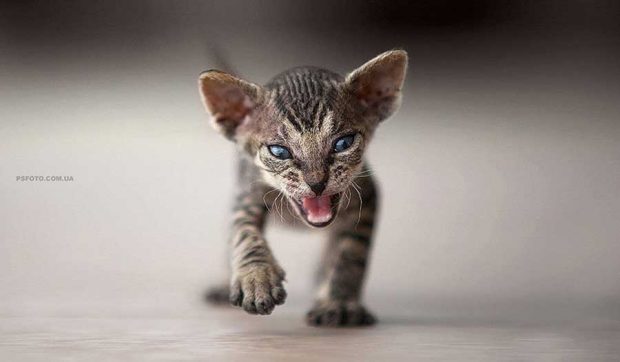 تصاویر دیدنی از پرتره حیوانات اثر عکاس اوکراینی سرگئی پولیوشکو 10 پرتره حیوانات