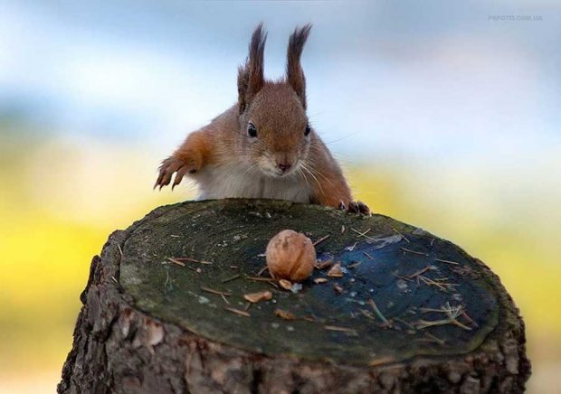 تصاویر دیدنی از پرتره حیوانات اثر عکاس اوکراینی سرگئی پولیوشکو 5 پرتره حیوانات