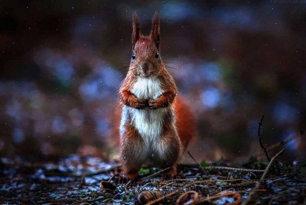 تصاویر دیدنی از پرتره حیوانات اثر عکاس اوکراینی سرگئی پولیوشکو 4 پرتره حیوانات