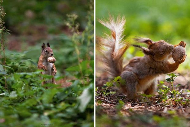 تصاویر دیدنی از پرتره حیوانات اثر عکاس اوکراینی سرگئی پولیوشکو 3 پرتره حیوانات