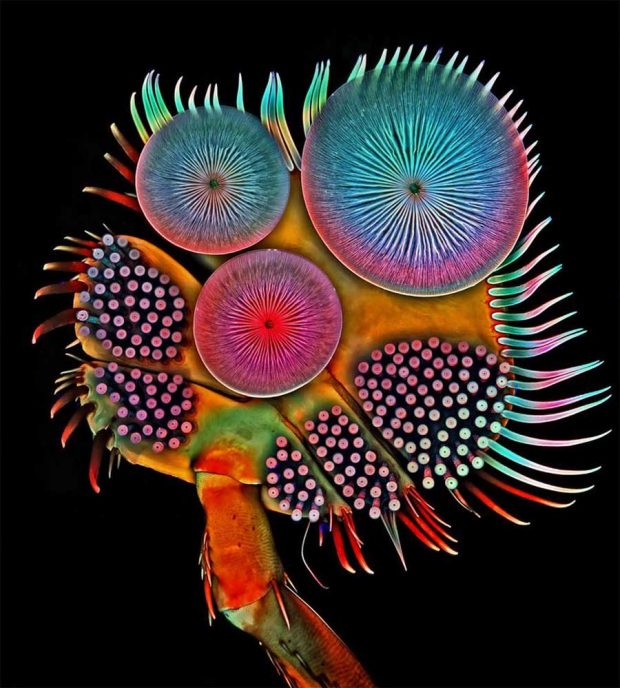 nikon small world photography winners 20161 580f3fd5ec47d 880