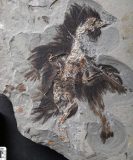 فسیل رنگی پر دایناسور پرنده