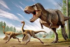 فسیل رنگی پر دایناسور پرنده