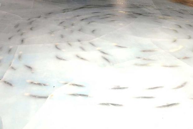 ماهی یخ زده در پیست اسکیت ژاپن