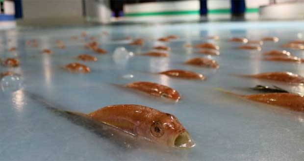 ماهی یخ زده در پیست اسکیت ژاپن
