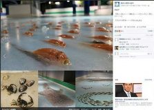 ماهی یخ زده در پیست اسکیت ژاپن