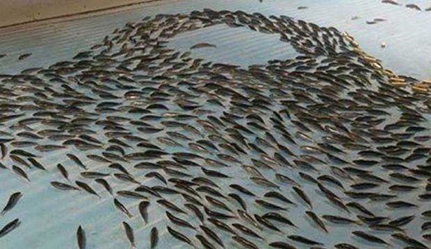 ماهی یخ زده در پیست اسکیت ژاپن