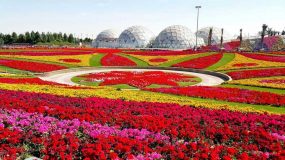 تصاویری شگفت انگیز از باغ گل در دل بیابان های دبی