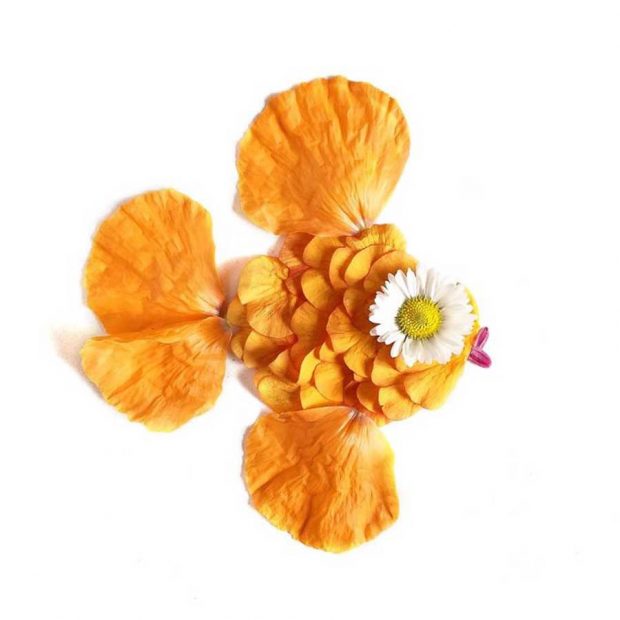 تصاویری از آثار هنرمندی که گلبرگ‌ها را به نقاشی‌های دیدنی تبدیل می کند