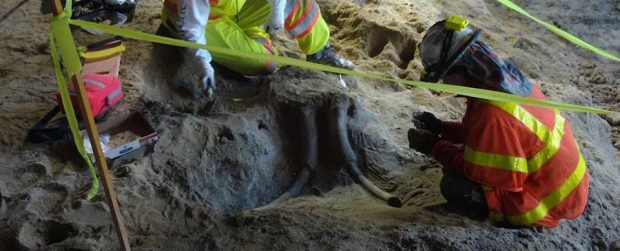 کشف فسیل ماستودون در متروی شهر لس آنجلس + عکس 2 کشف فسیل ماستودون در متروی شهر لس آنجلس + عکس