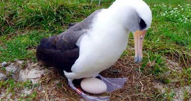 تخم گذاری مرغ دریایی 66 ساله