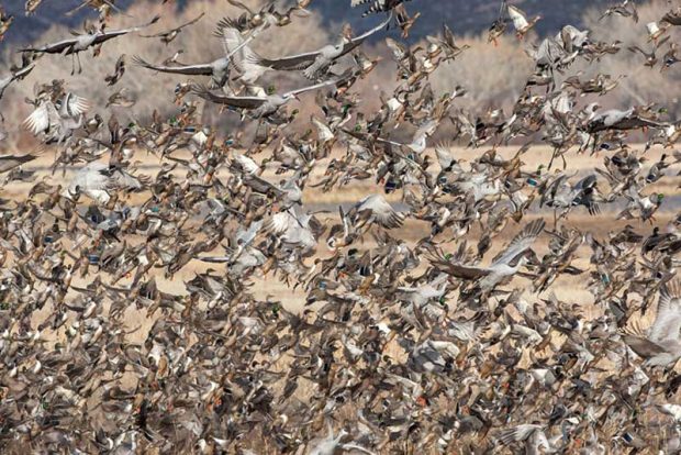 نگاهی به عکس های برگزیده محیط زیست جایزه اودوبان ۲۰۱۶ 23 جایزه اودوبان