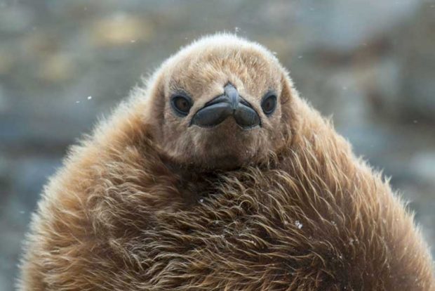 نگاهی به عکس های برگزیده محیط زیست جایزه اودوبان ۲۰۱۶ 24 جایزه اودوبان