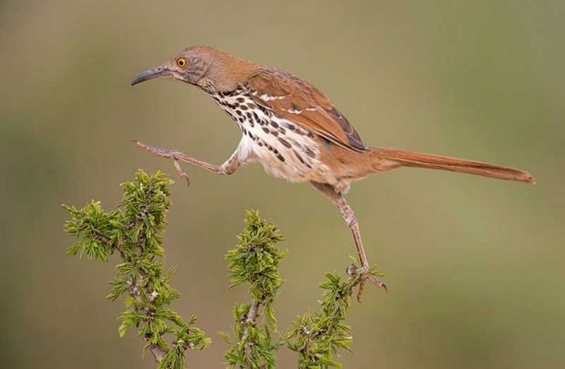 نگاهی به عکس های برگزیده محیط زیست جایزه اودوبان ۲۰۱۶ 18 جایزه اودوبان