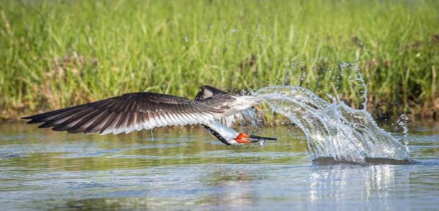 نگاهی به عکس های برگزیده محیط زیست جایزه اودوبان ۲۰۱۶ 16 جایزه اودوبان