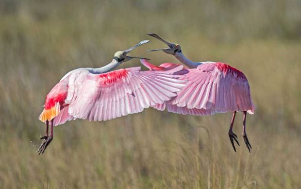 نگاهی به عکس های برگزیده محیط زیست جایزه اودوبان ۲۰۱۶ 15 جایزه اودوبان