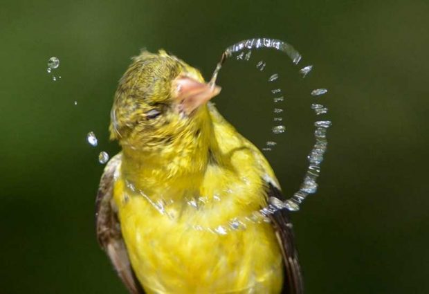 نگاهی به عکس های برگزیده محیط زیست جایزه اودوبان ۲۰۱۶ 22 جایزه اودوبان