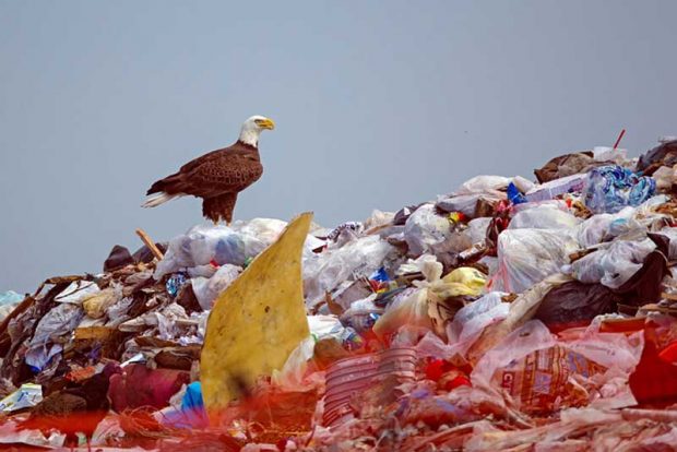 نگاهی به عکس های برگزیده محیط زیست جایزه اودوبان ۲۰۱۶ 9 جایزه اودوبان