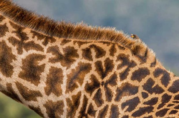 نگاهی به عکس های برگزیده محیط زیست جایزه اودوبان ۲۰۱۶ 21 جایزه اودوبان