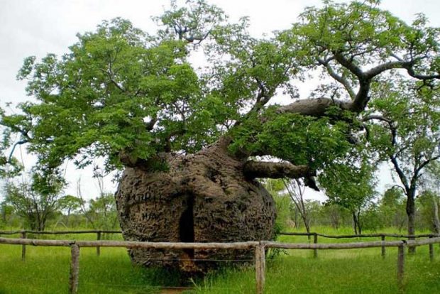 درخت بائوباب استرالیا