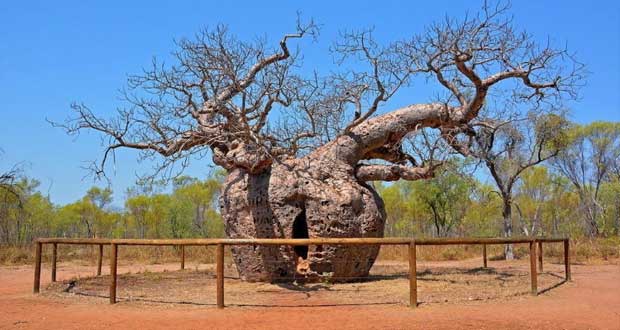 درخت بائوباب استرالیا