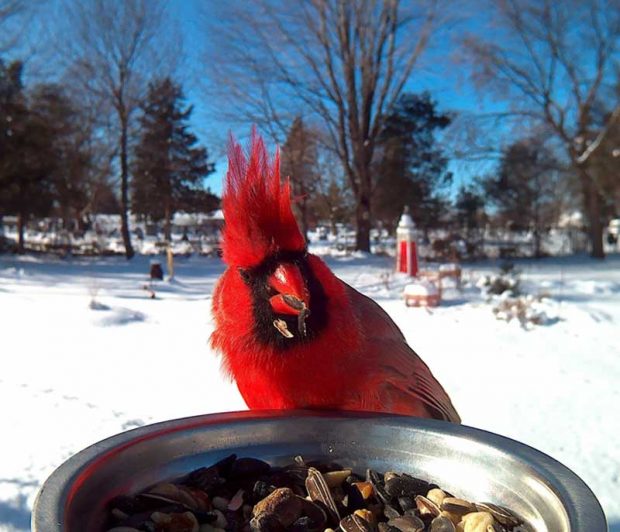 کلوزآپ پرندگان به هنگام غذا خوردن از دریچه دوربین یک عکاس آلمانی 5 کلوزآپ پرندگان