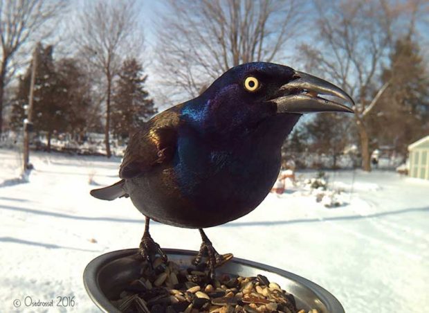 کلوزآپ پرندگان به هنگام غذا خوردن از دریچه دوربین یک عکاس آلمانی 9 کلوزآپ پرندگان