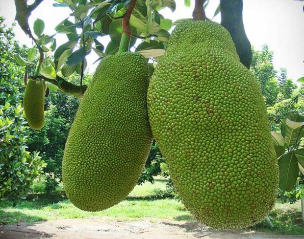 جک فروت