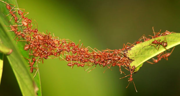 رفتار اجتماعی مورچه ها