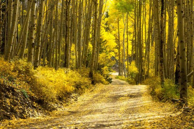 سفر به آمریکای شمالی