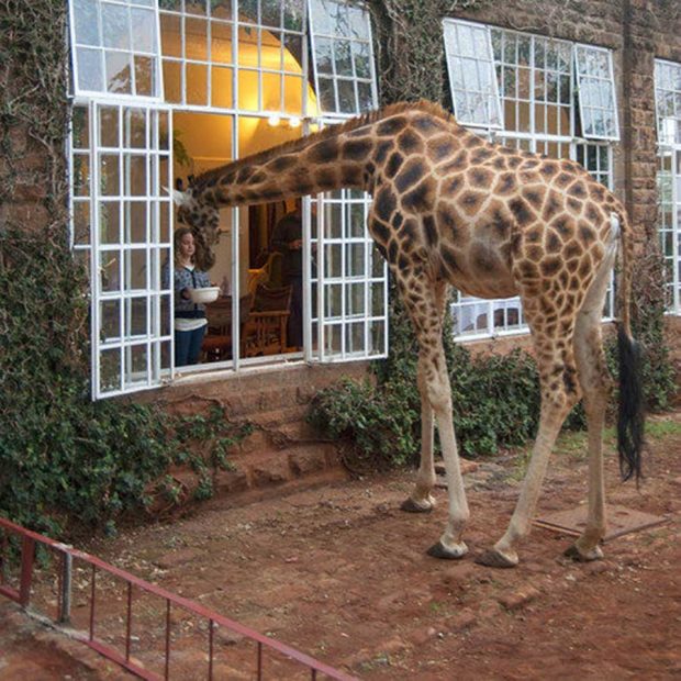 شگفت انگیز ترین هتل های جهان را به روایت تصویر 26 شگفت انگیز ترین هتل های جهان