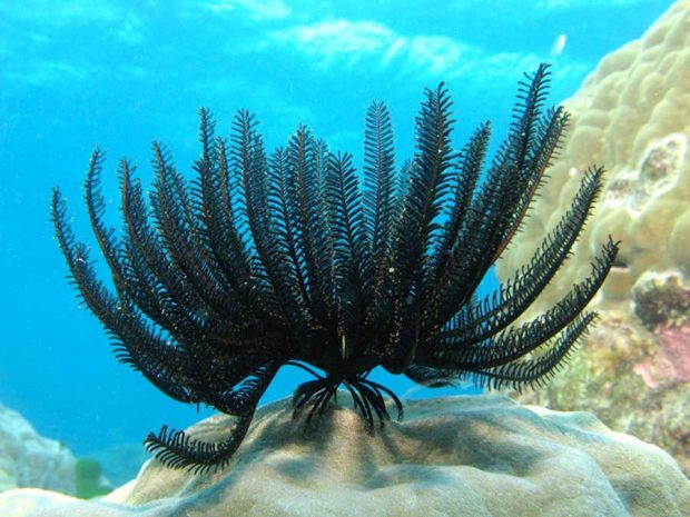زنبق دریایی Feather Star در سواحل بالی تایلند کشف شد 3 زنبق دریایی