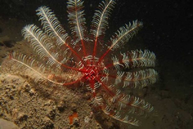 زنبق دریایی Feather Star در سواحل بالی تایلند کشف شد 5 زنبق دریایی
