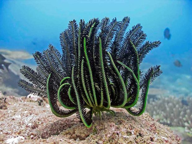 زنبق دریایی Feather Star در سواحل بالی تایلند کشف شد 6 زنبق دریایی