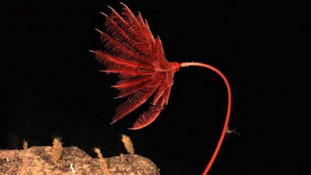 زنبق دریایی Feather Star در سواحل بالی تایلند کشف شد 7 زنبق دریایی