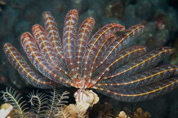 زنبق دریایی Feather Star در سواحل بالی تایلند کشف شد 8 زنبق دریایی