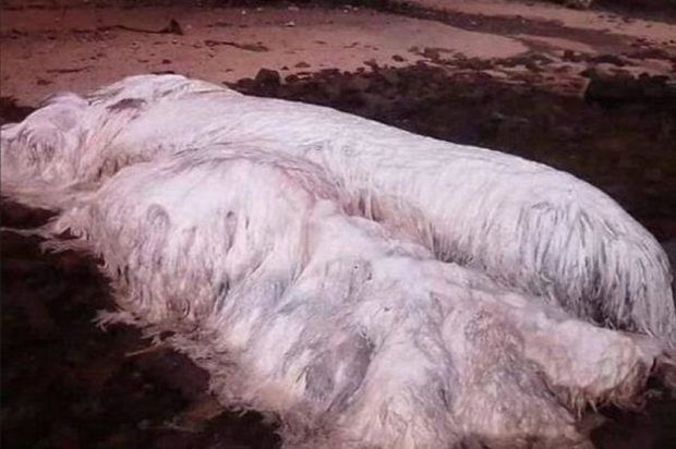 یک موجود دریایی عجیب به سواحل فیلیپین رسید + عکس 6 موجود دریایی عجیب