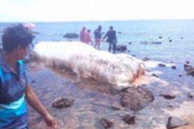 یک موجود دریایی عجیب به سواحل فیلیپین رسید + عکس 2 موجود دریایی عجیب