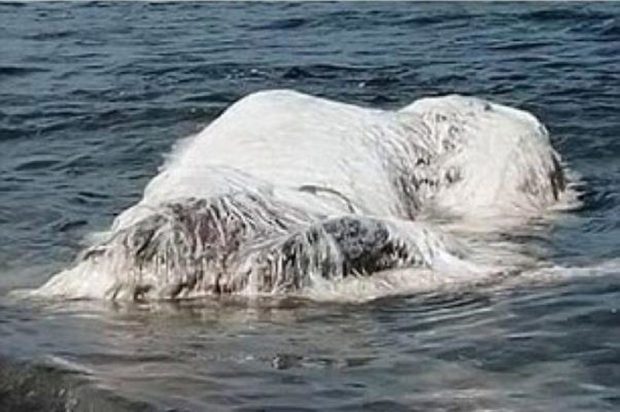 یک موجود دریایی عجیب به سواحل فیلیپین رسید + عکس 5 موجود دریایی عجیب