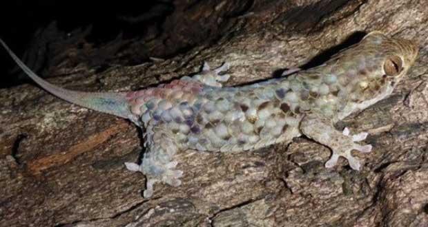 مارمولک gecko